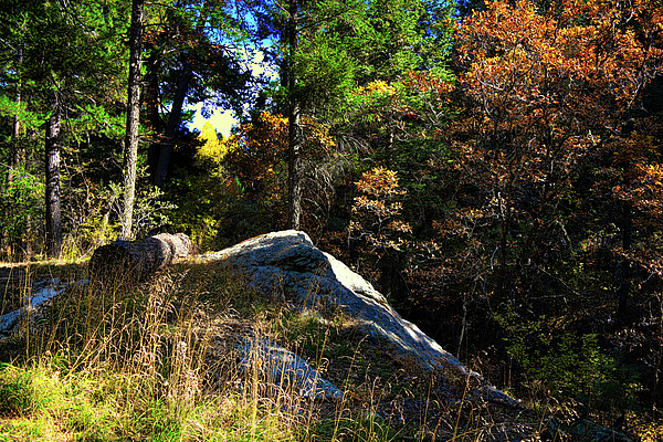 Mount Lemmon Nature by Chance Kafka Mount Lemmon Nature by Chance Kafka